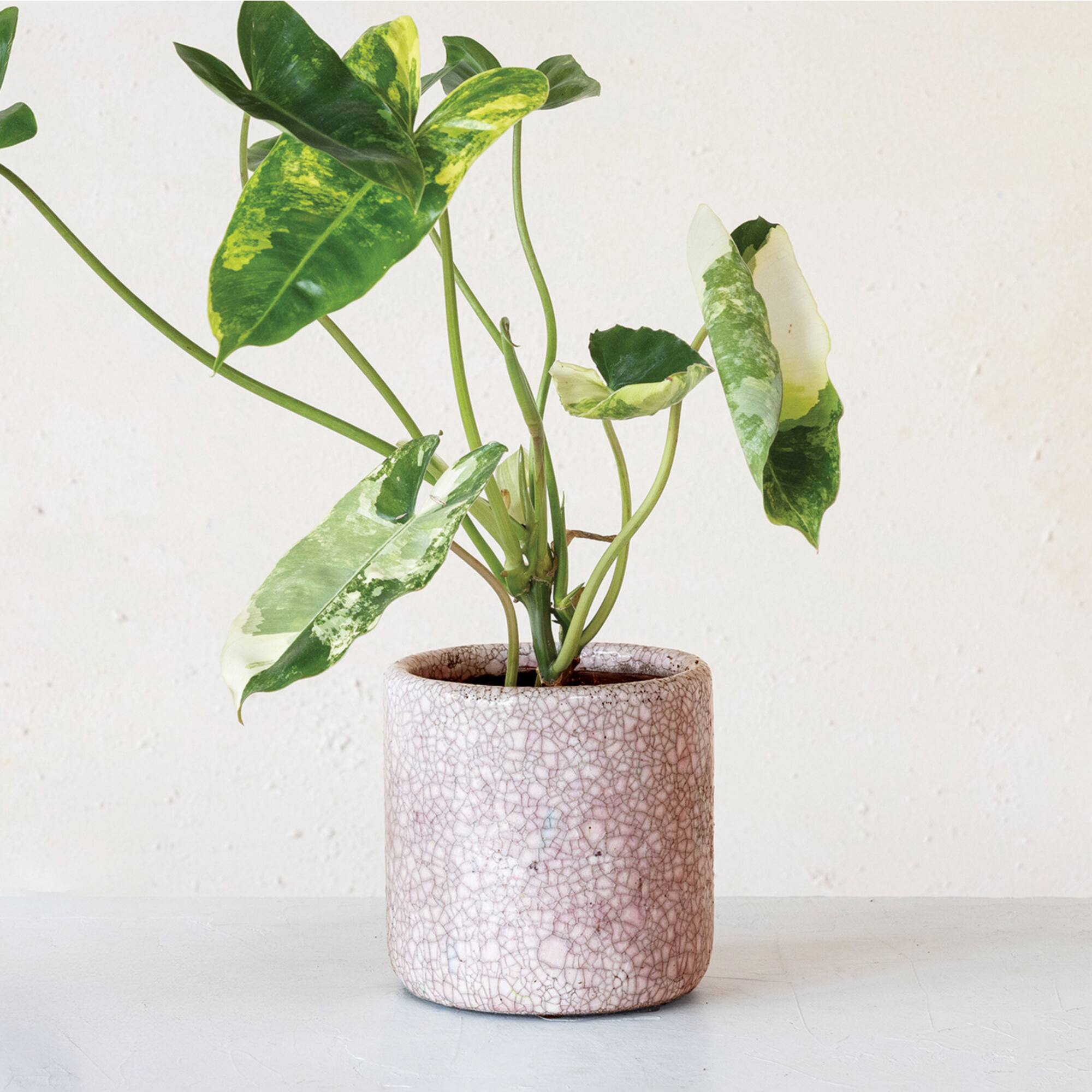 Hello Honey® 4.75" Matte Pink Crackle Glaze Decorative Terra Cotta Planter